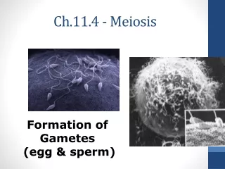 Ch.11.4 - Meiosis