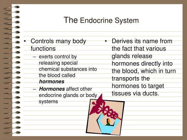 the endocrine system