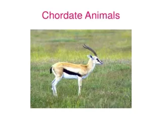 Chordate Animals