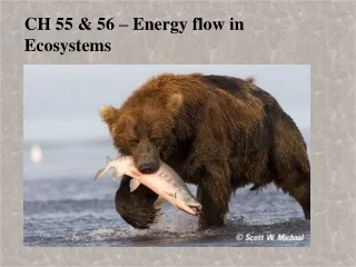 CH 55 &amp; 56 – Energy flow in Ecosystems