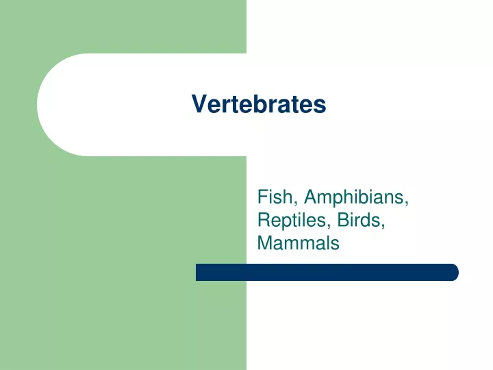 PPT - Vertebrates PowerPoint Presentation, Free Download - ID:9274244