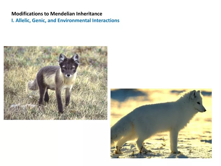 modifications to mendelian inheritance i allelic