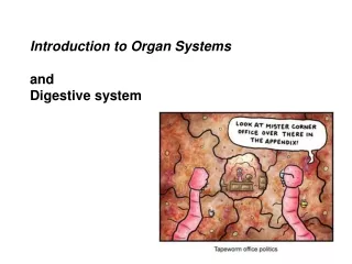 Introduction to Organ Systems and  Digestive system