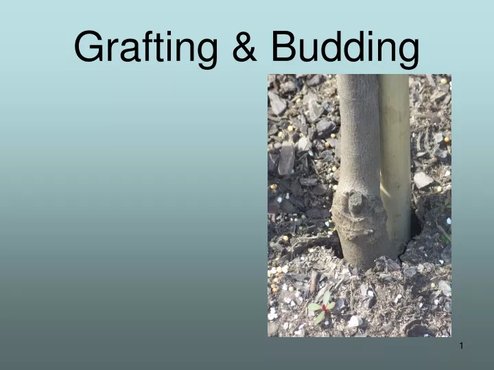 grafting budding