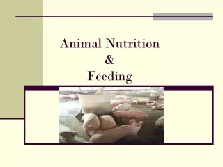 Animal Nutrition  &amp;  Feeding
