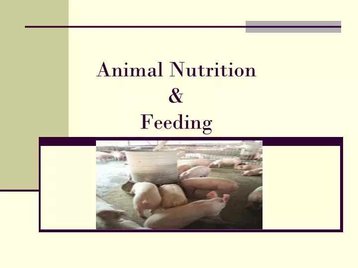 animal nutrition feeding