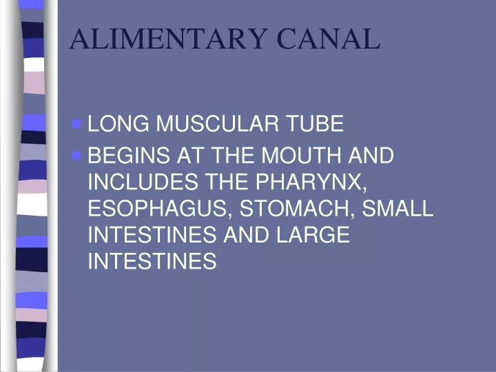 alimentary canal