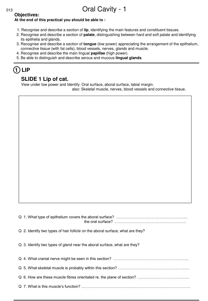 013 oral cavity 1