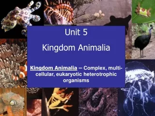 Unit 5 Kingdom Animalia