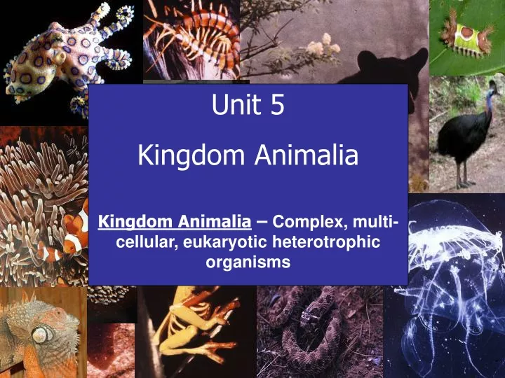 unit 5 kingdom animalia kingdom animalia complex