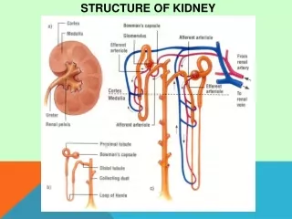 STRUCTURE OF KIDNEY