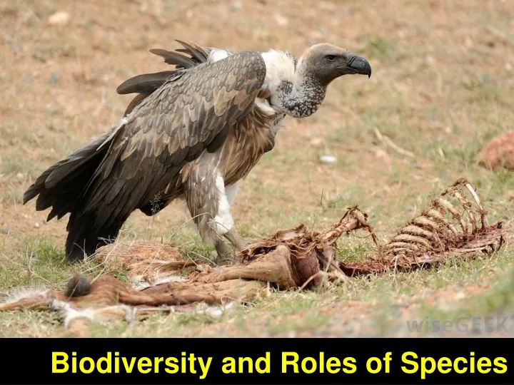 biodiversity and roles of species