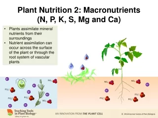 Plant Nutrition 2: Macronutrients  (N, P, K, S, Mg and Ca)