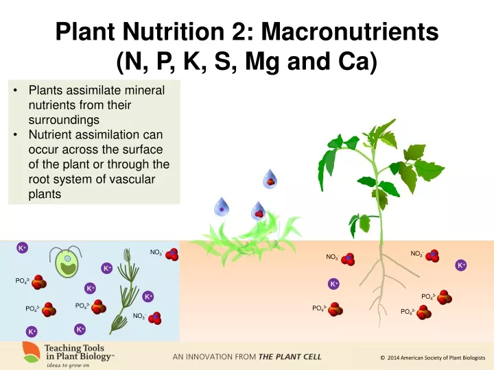 plant nutrition 2 macronutrients n p k s mg and ca