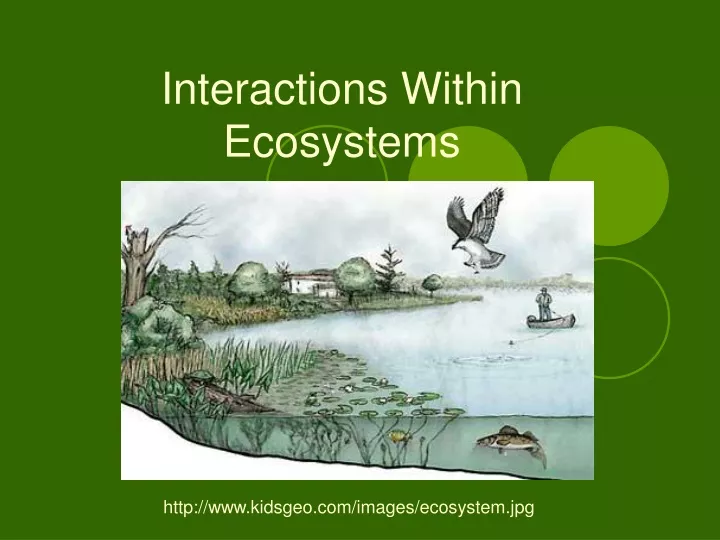 interactions within ecosystems
