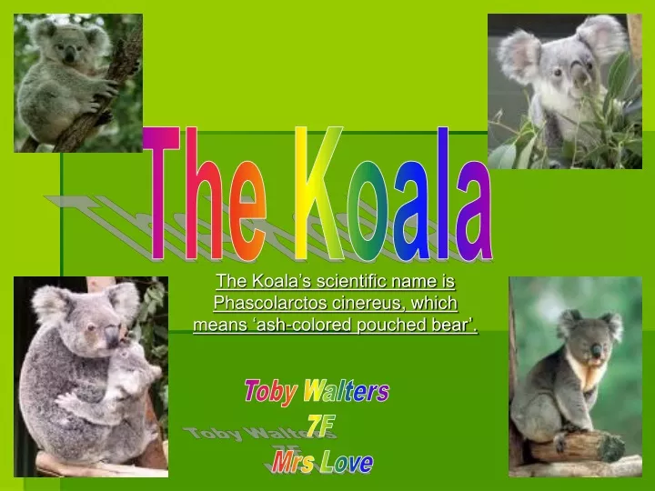 the koala