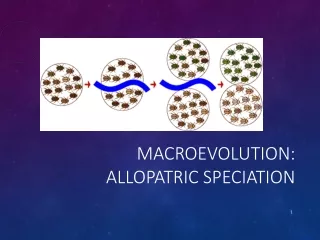 Macroevolution: Allopatric Speciation