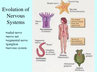 Evolution of Nervous Systems