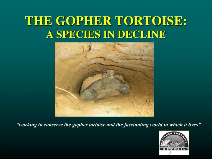 the gopher tortoise