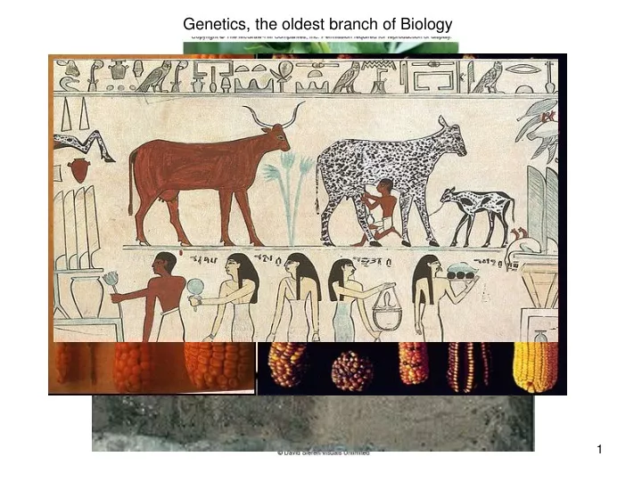genetics the oldest branch of biology