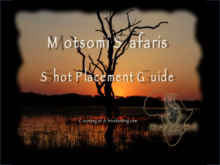 motsomi safaris shot placement guide courtesy of africahunting com