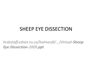 SHEEP EYE DISSECTION