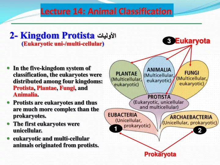 lecture 14 animal classification