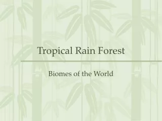 Tropical Rain Forest