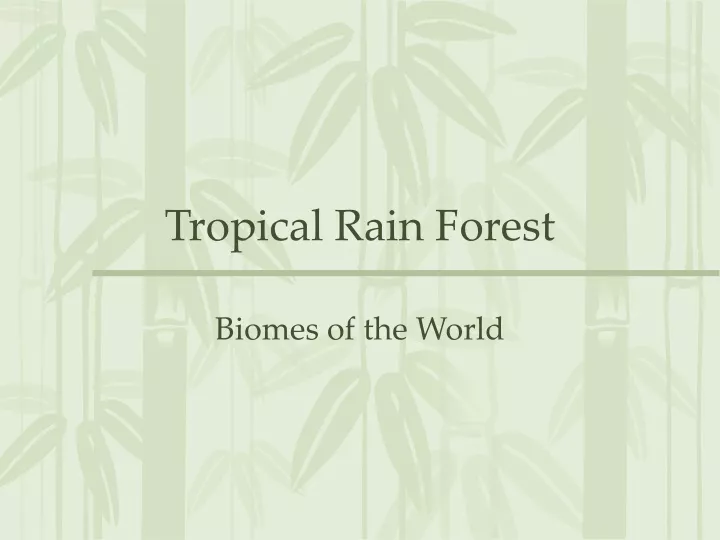 tropical rain forest