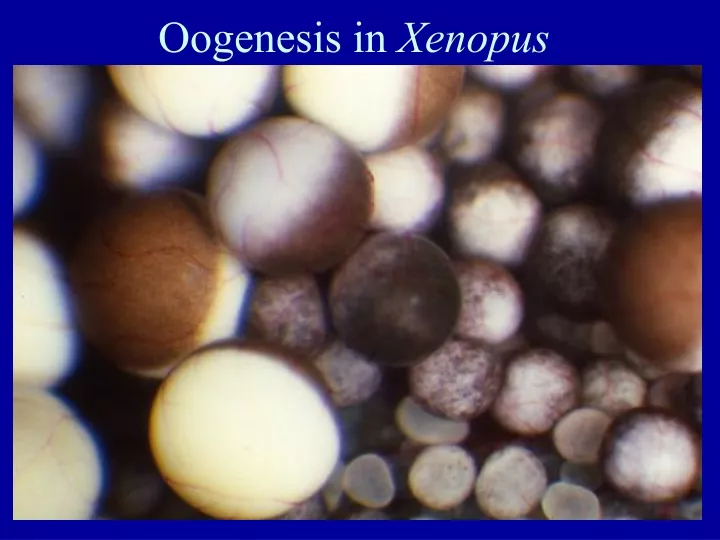 oogenesis in xenopus