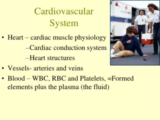 Cardiovascular  System