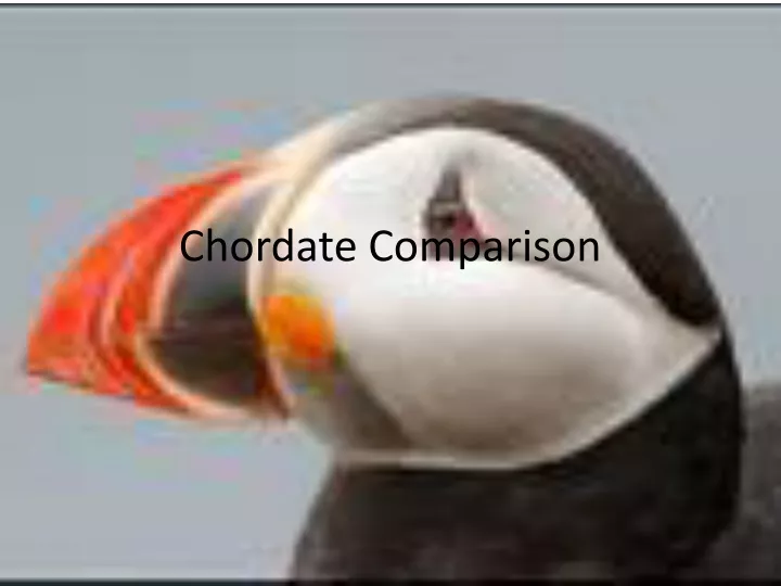 chordate comparison