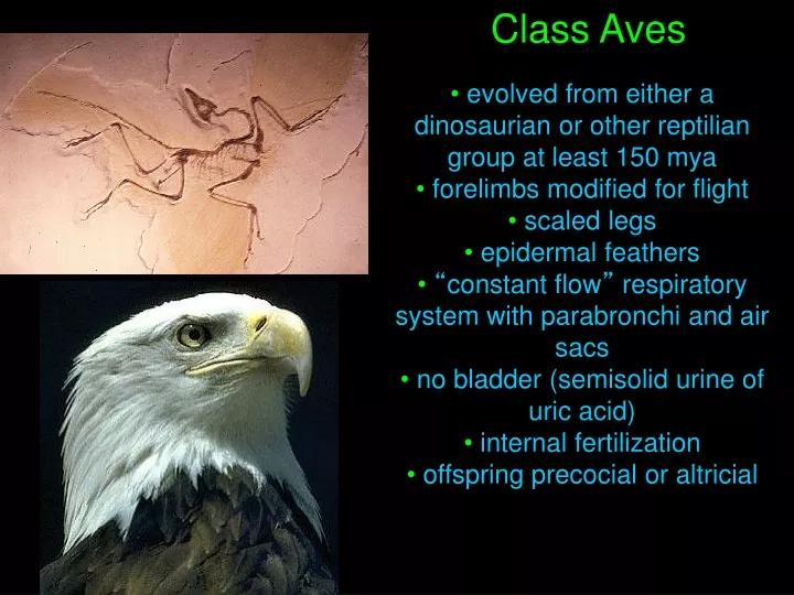 class aves