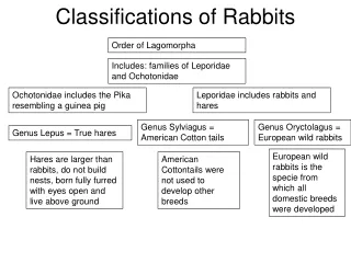Classifications of Rabbits