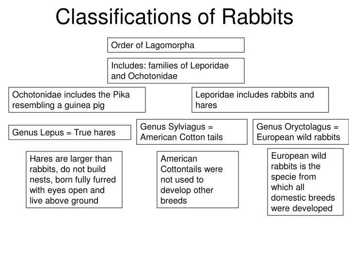 classifications of rabbits