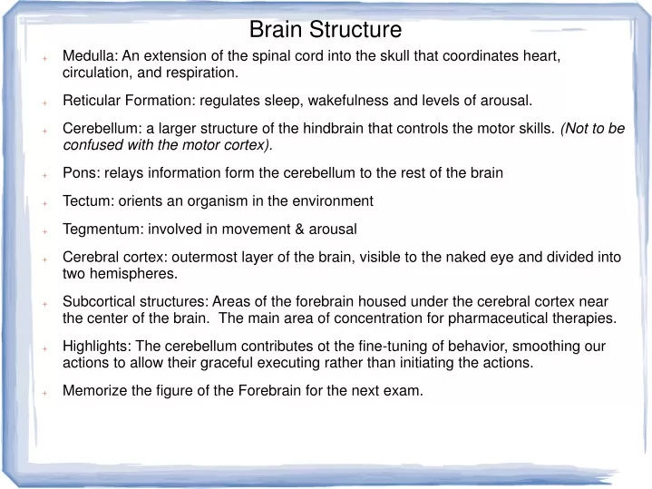 brain structure