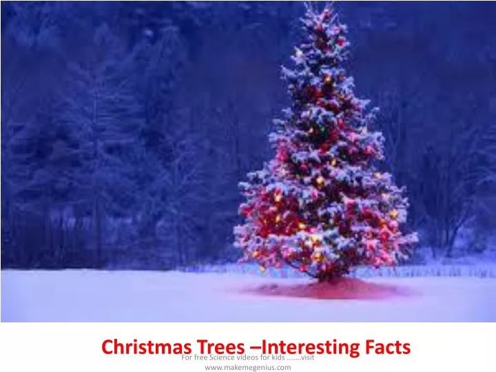 christmas trees interesting facts