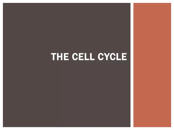 the cell cycle