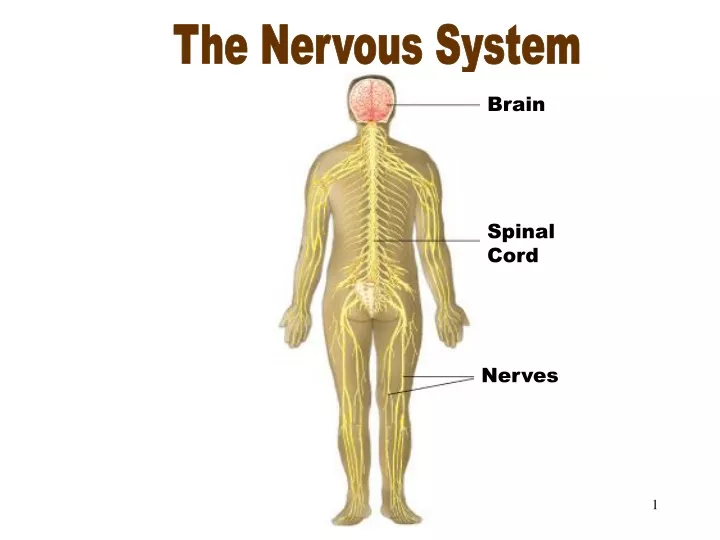 the nervous system