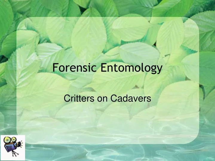 forensic entomology