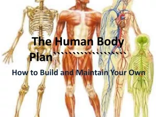 The Human Body Plan```````````````````