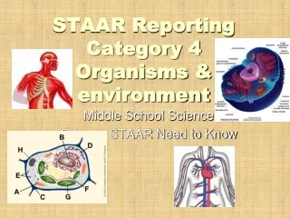 STAAR Reporting Category 4 Organisms &amp; environment