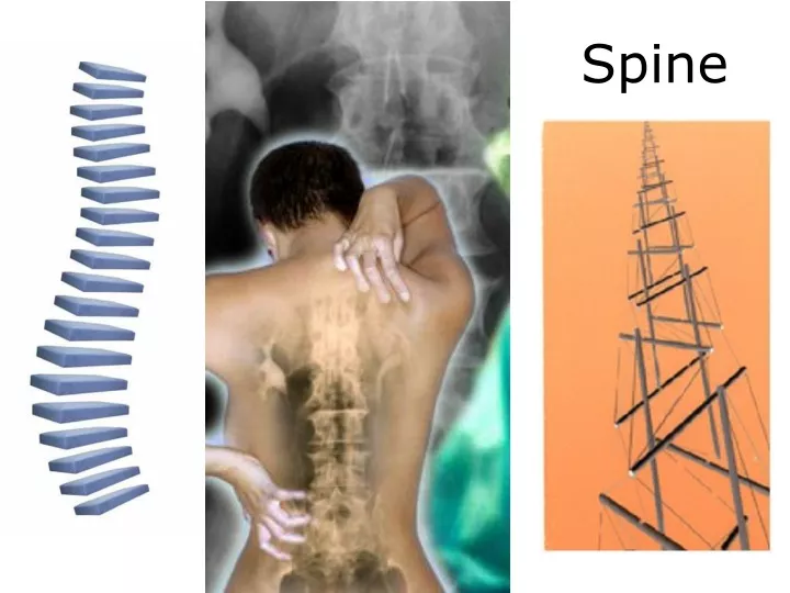 spine