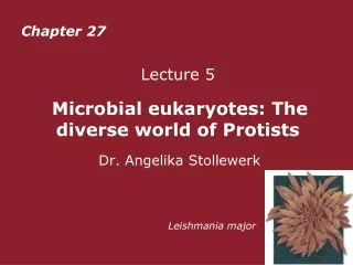 Lecture 5 Microbial eukaryotes: The diverse world of Protists Dr. Angelika Stollewerk