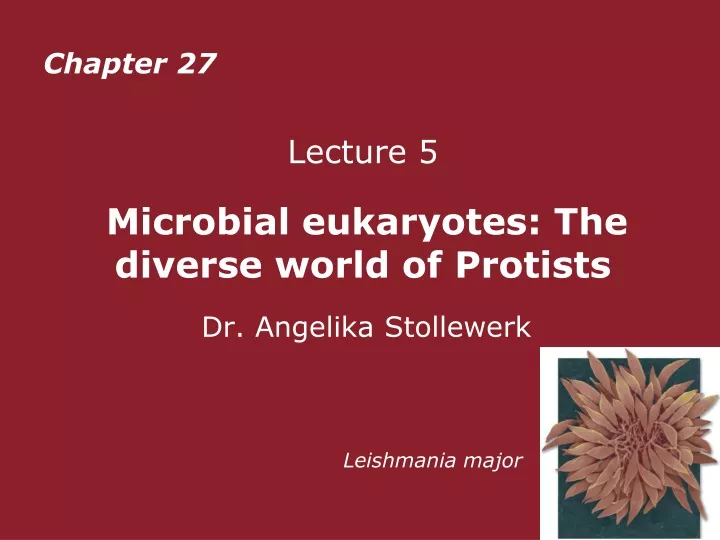 lecture 5 microbial eukaryotes the diverse world of protists dr angelika stollewerk