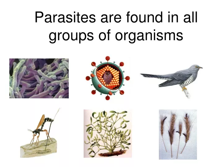 parasites are found in all groups of organisms