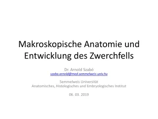 Makroskopische Anatomie und Entwicklung des Zwerchfells