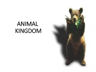 ANIMAL  KINGDOM