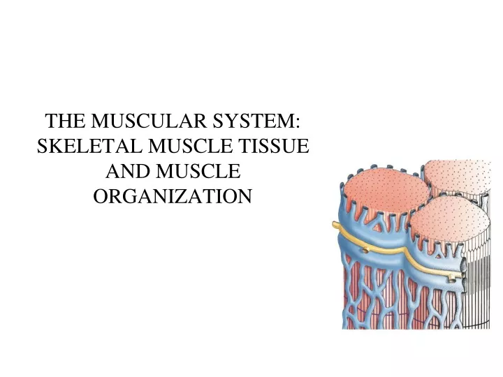 the muscular system skeletal muscle tissue and muscle organization