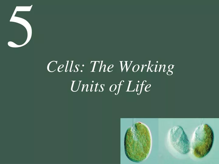 cells the working units of life
